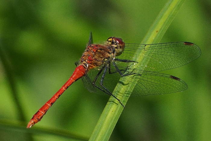 Sympetrum sanguineum ?  S